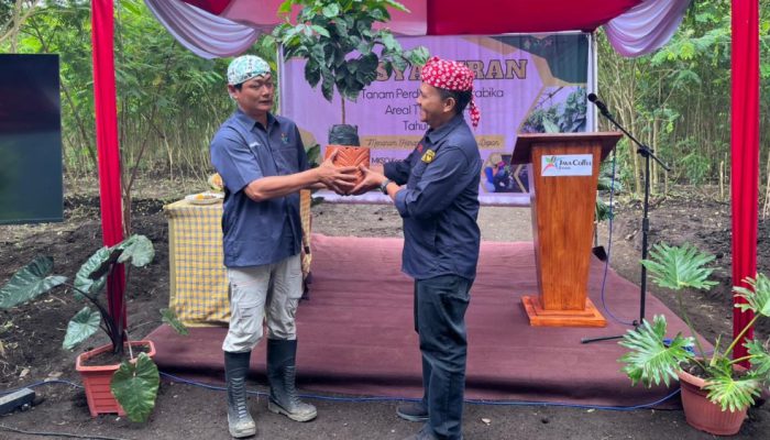 PTPN I  Regional V Tanam Perdana 43.612 Kopi Arabika di Bondowoso, Republik Kopi