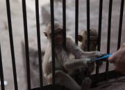 Aksi Global Interpol: Ribuan Hewan Langka Direbut dari Pasar Gelap