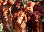 Brazil Menggeser AS sebagai Produsen Daging Sapi Terbesar Dunia, Meredakan Tekanan Pasokan Global