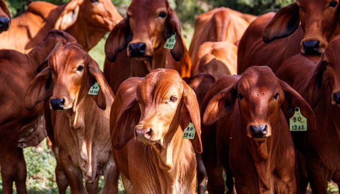 Brazil Menggeser AS sebagai Produsen Daging Sapi Terbesar Dunia, Meredakan Tekanan Pasokan Global