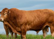 PMK Merebak di Puluhan Daerah Jatim, Pemprov Klaim Situasi Terkendali