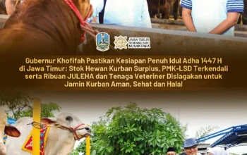 Gubernur Khofifah: Kesiapan Hewan Kurban 1447 H Terjamin, Ternak Sehat dan Berkualitas