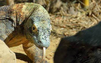 Indonesia dan Jepang Sepakati Pinjam Pakai Komodo untuk Konservasi Satwa Langka
