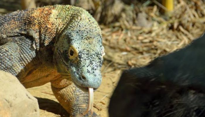 Indonesia dan Jepang Sepakati Pinjam Pakai Komodo untuk Konservasi Satwa Langka