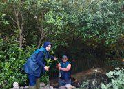 TPS Hijaukan Pesisir Surabaya Lewat Penanaman Ribuan Mangrove di Sontoh Laut