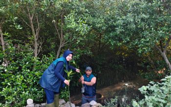 TPS Hijaukan Pesisir Surabaya Lewat Penanaman Ribuan Mangrove di Sontoh Laut