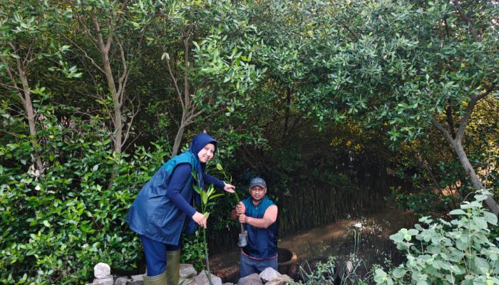 TPS Hijaukan Pesisir Surabaya Lewat Penanaman Ribuan Mangrove di Sontoh Laut