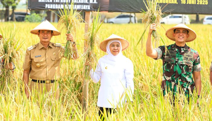 Luas Panen dan Produksi Padi Jatim Meningkat, Gubernur Khofifah : Ketahanan Pangan Nasional Kian Kuat