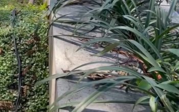 Viral! Armuji Ungkap Dugaan Pencurian Pagar Besi Dekat Grand City Surabaya, Pelaku Diduga Gunakan Gerinda