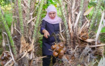 Gubernur Khofifah Panen Salak Madu di Desa Wonoagung Malang, Dorong Hortikultura Jadi Penggerak Ekonomi Jawa Timur